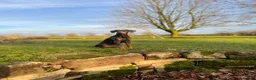 Dobermann dogs for sale: Blue female Doberman 6 months old - Advert 1