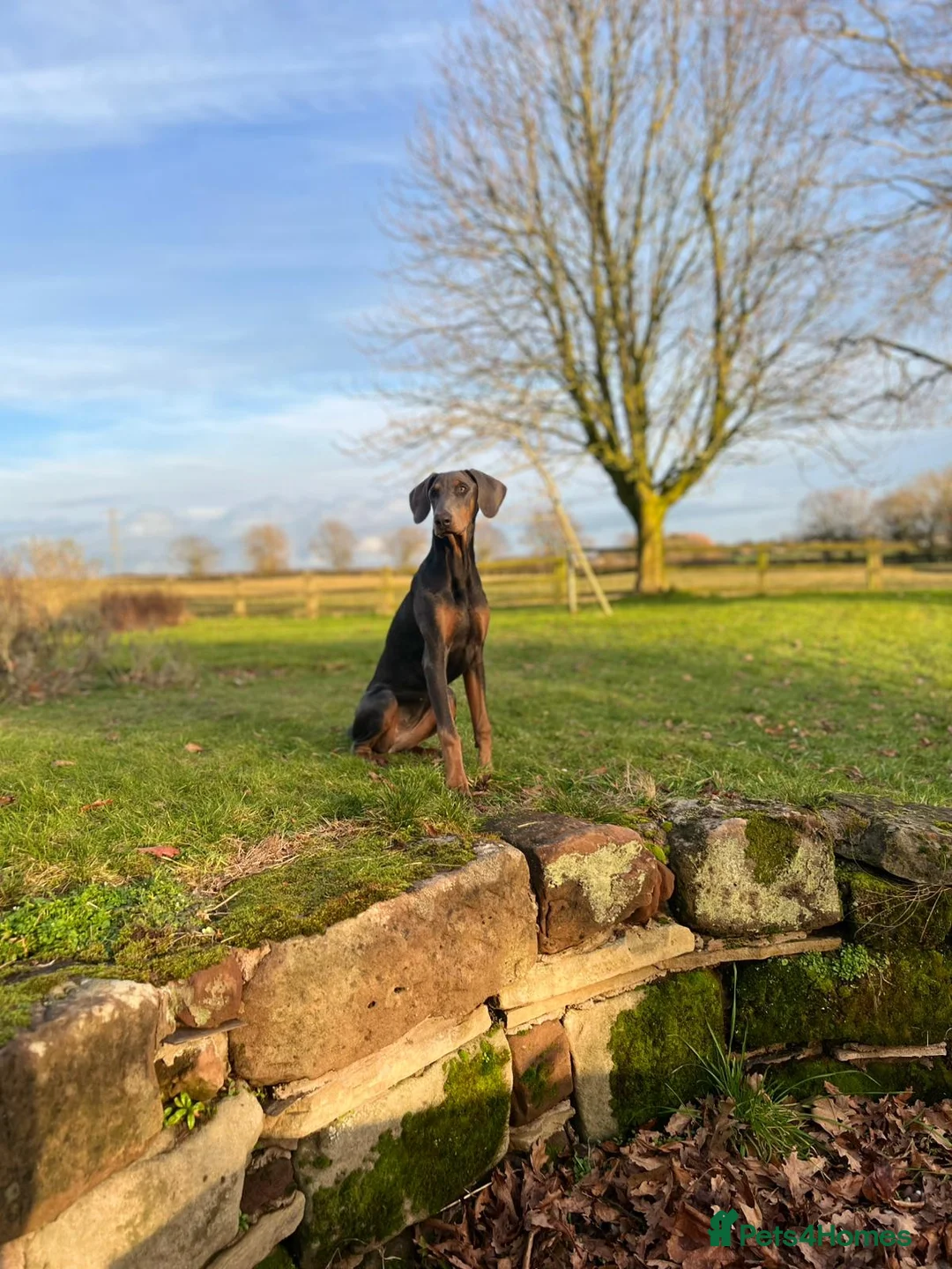 Dobermann dogs for sale: Blue female Doberman 6 months old - Advert 1