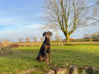 Dobermann dogs Blue female Doberman 6 months old - Advert 2