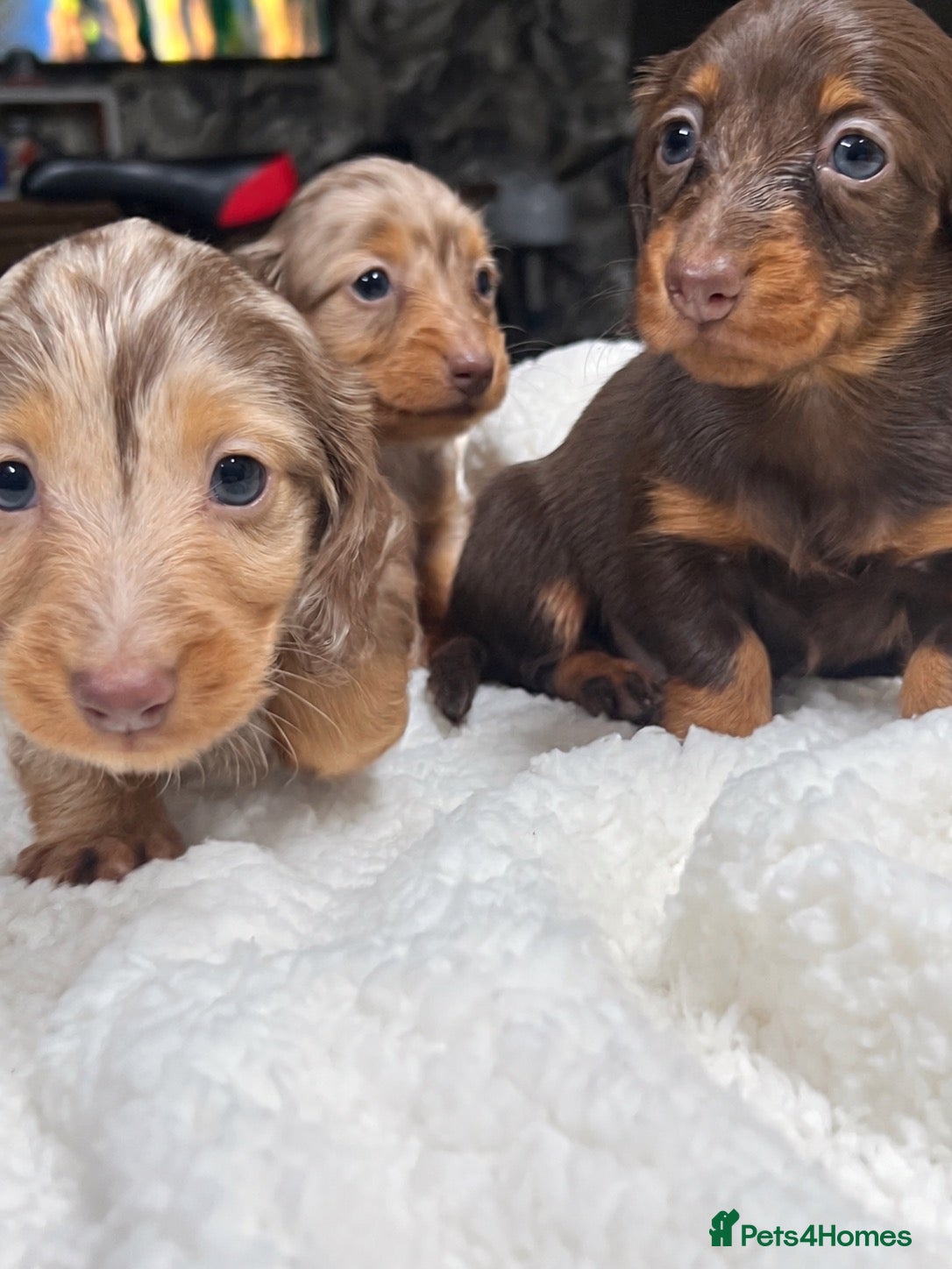Miniature Dachshund dogs for sale: Tiny KC Longhair Dachshunds  Chocolate & Dapple - Advert 1