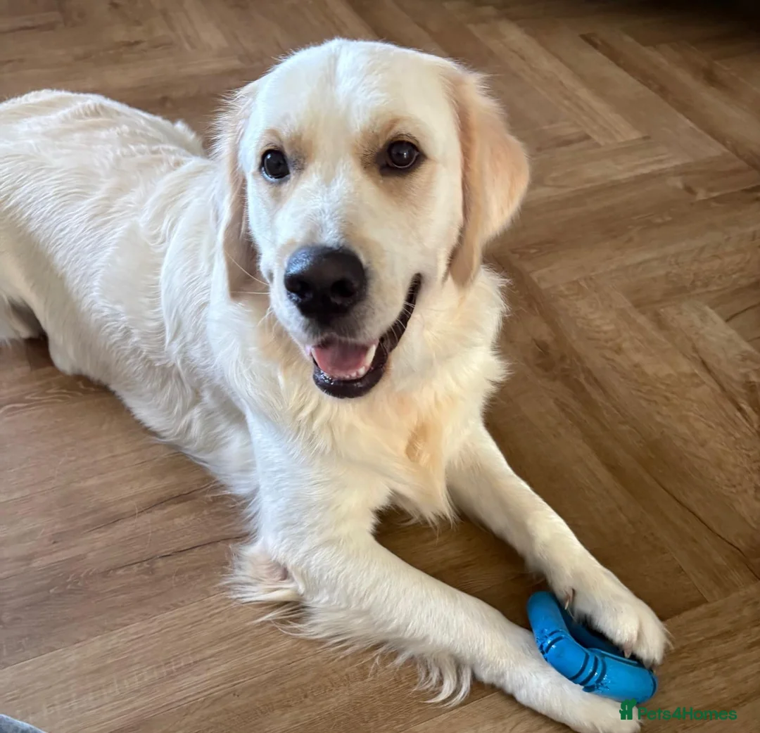 Golden Retriever dogs for sale: For sale male golden retriever  - Advert 2