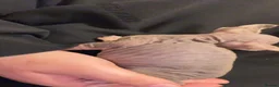 Mixed Breed cats for sale: Gorgeous American curl x Sphynx kittens🐾 - Advert 13