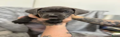 Bonnie