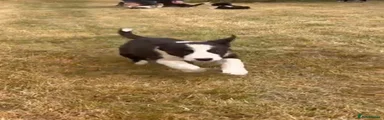 Border Collie 7