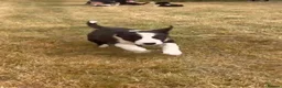 Border Collie dogs for sale: 9 Border Collie pups - Advert 3