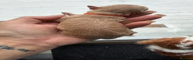 Jackson Orange Collar