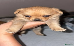 Mixed Breed dogs for sale: 3 puppy’s ready in Less than 4 weeks  - Image 1