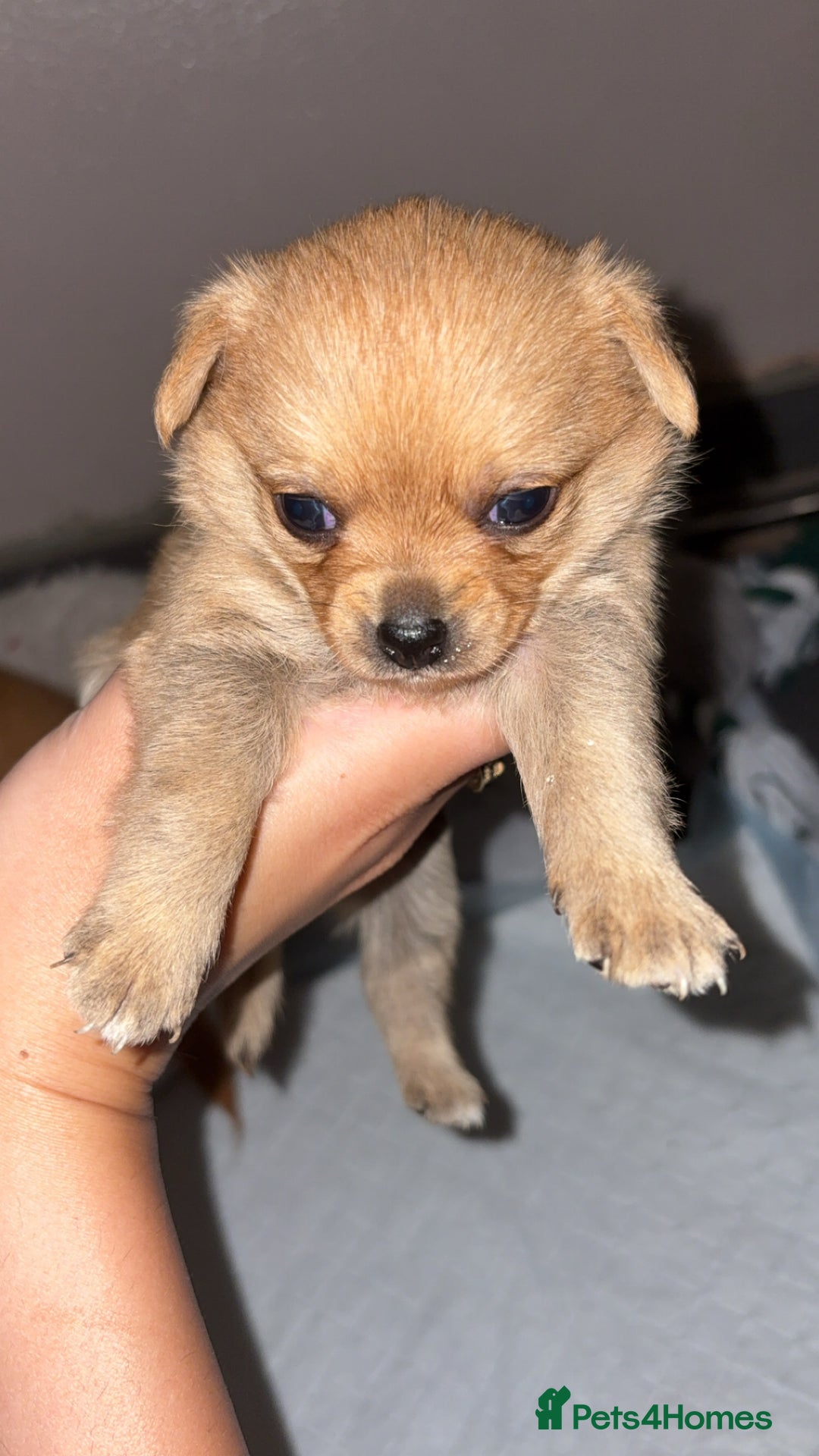 Mixed Breed dogs for sale: 3 puppy’s ready in Less than 4 weeks  - Image 1