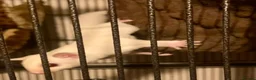 Sugar Glider rodents for sale: Baby sugar gliders ready now  - Advert 4