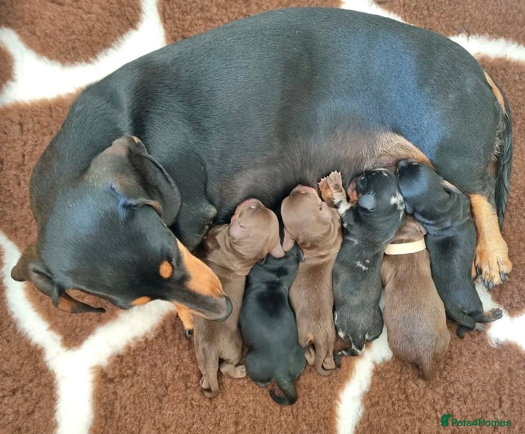 Miniature Dachshund dogs for sale: Active miniature Dachshund puppies. - Image 7