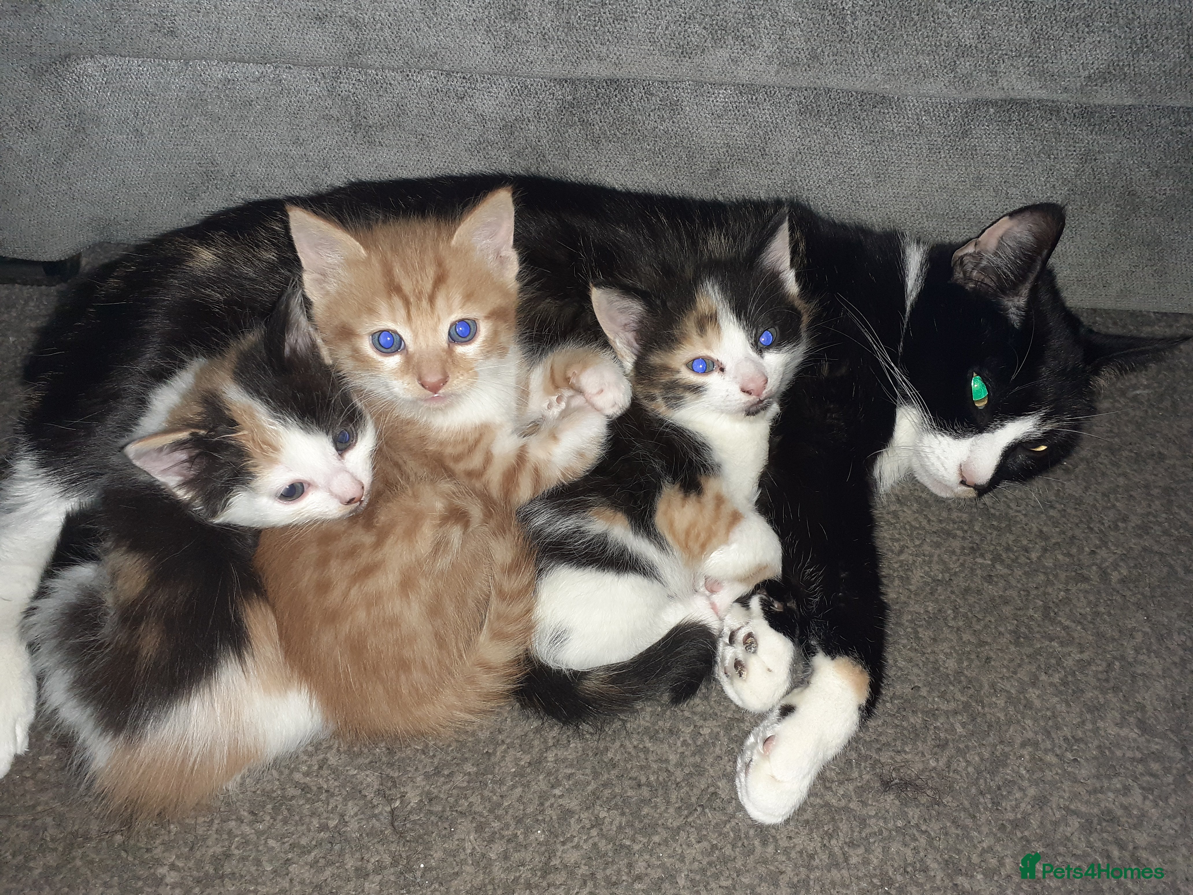 Mixed Breed cats Beautiful kittens for sale - Advert 2