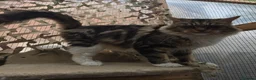 Maine Coon cats for sale: Retired queen black (golden) brown tabby bicolor - Advert 11