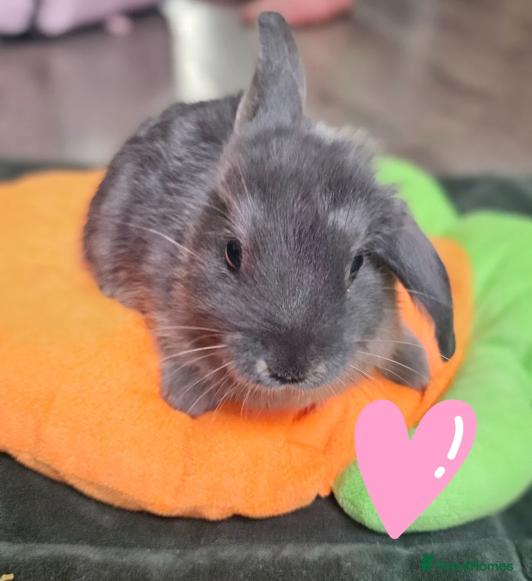 Mixed Breed rabbits for sale: Baby bunnies (Netherland dwarf cross Holland lop)  - Advert 2