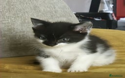 Mixed Breed cats for sale: Black and white kittens - Image 1