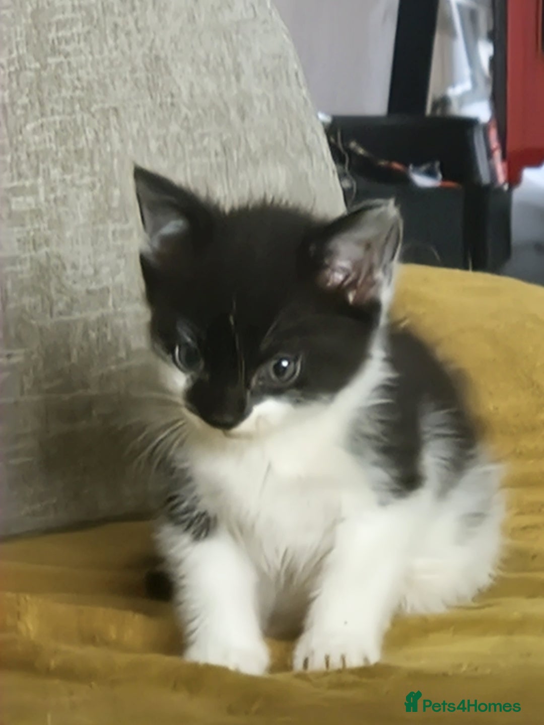 Mixed Breed cats for sale: Black and white kittens - Image 1