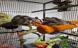 Sugar Glider rodents for sale: Stunning Male & Female Grey sugar glider pair - Advert 2