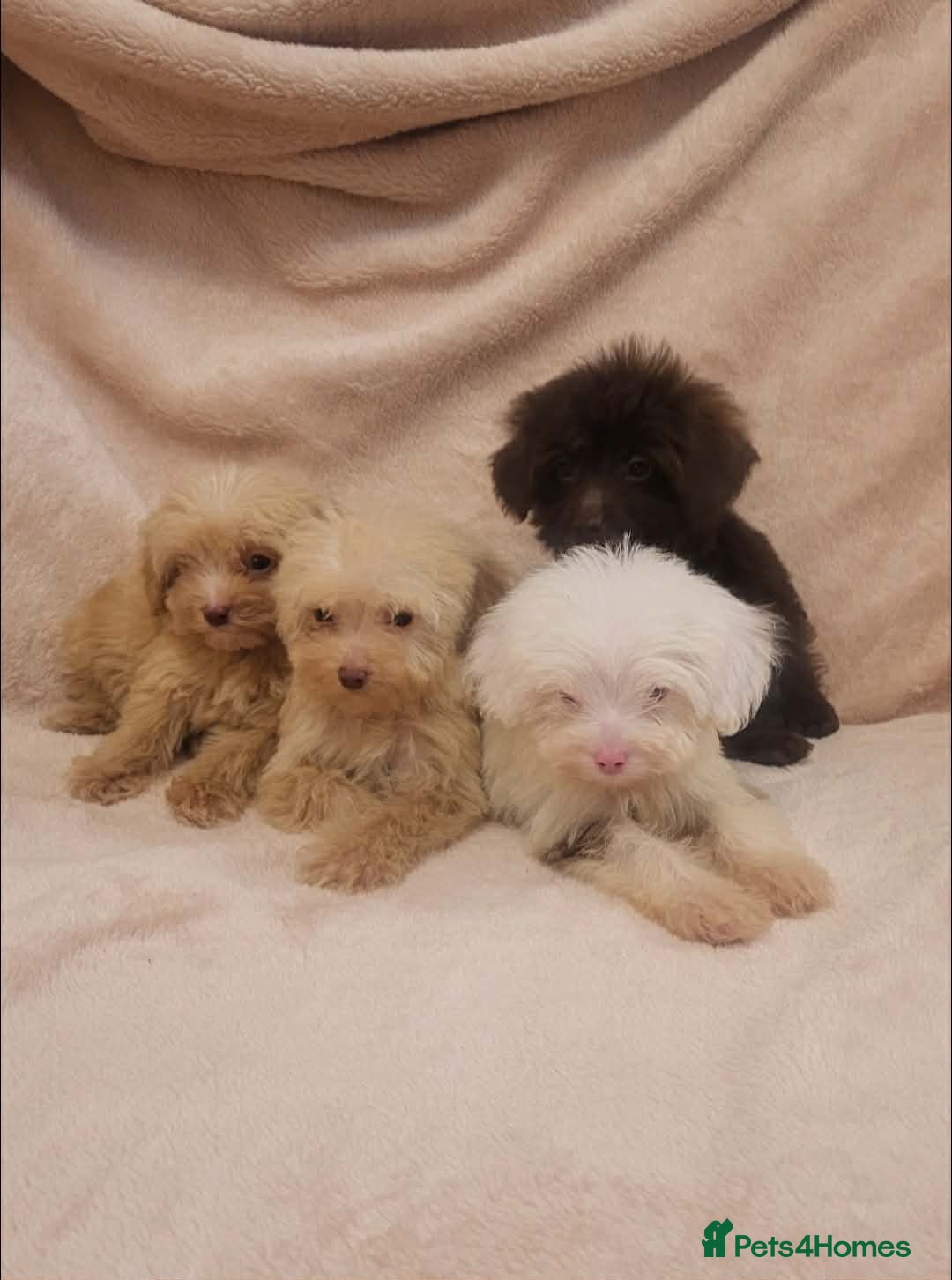 Cavapoo dogs F1B Cavapoo puppies - Advert 2