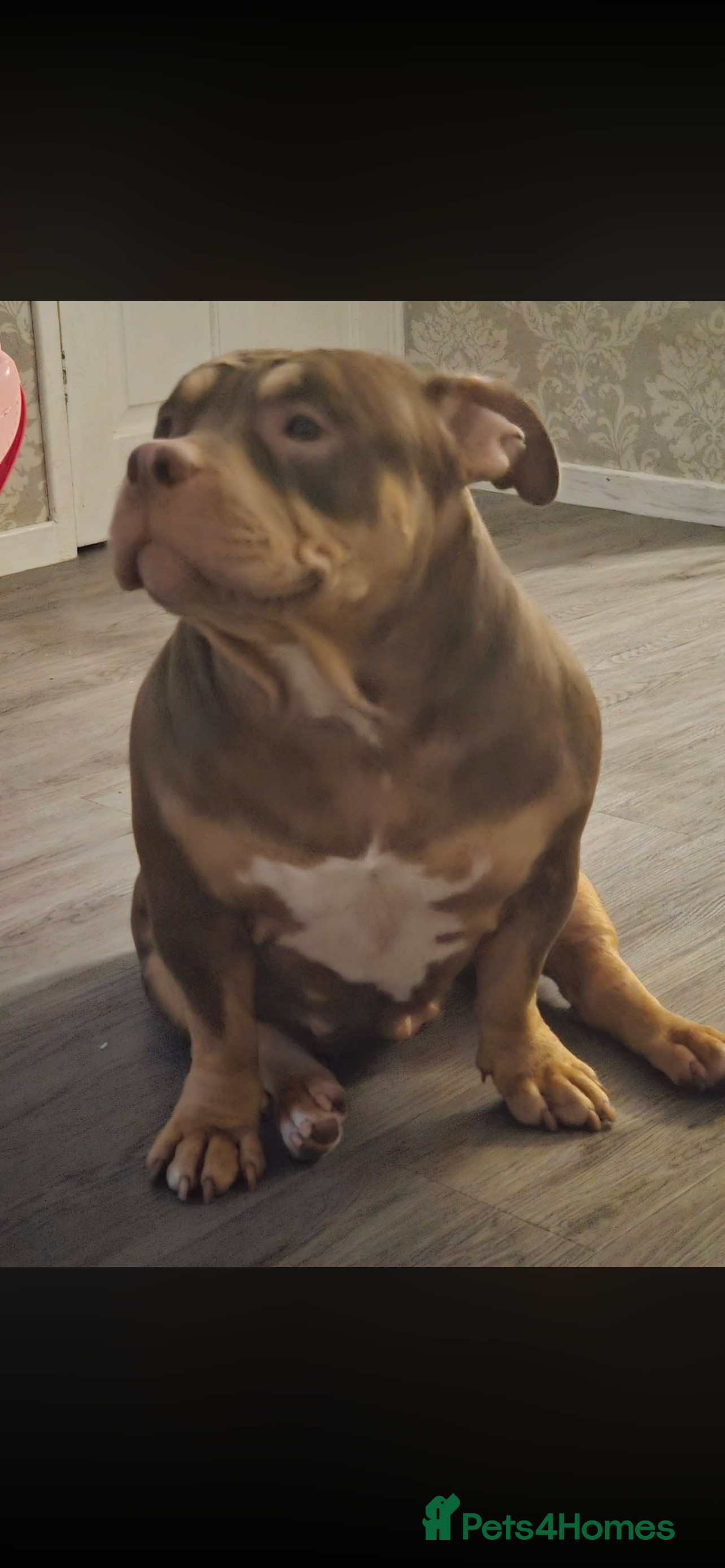 Mixed Breed dogs for sale: Pocket bully 6 month old boy - Advert 7
