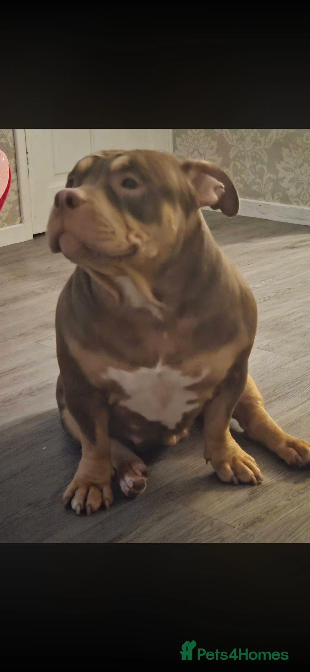 Mixed Breed dogs for sale: Pocket bully 6 month old boy in Jarrow - Advert 2
