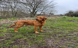 Labrador Retriever dogs for sale: KC registered working line- health tested parents  - Image 11