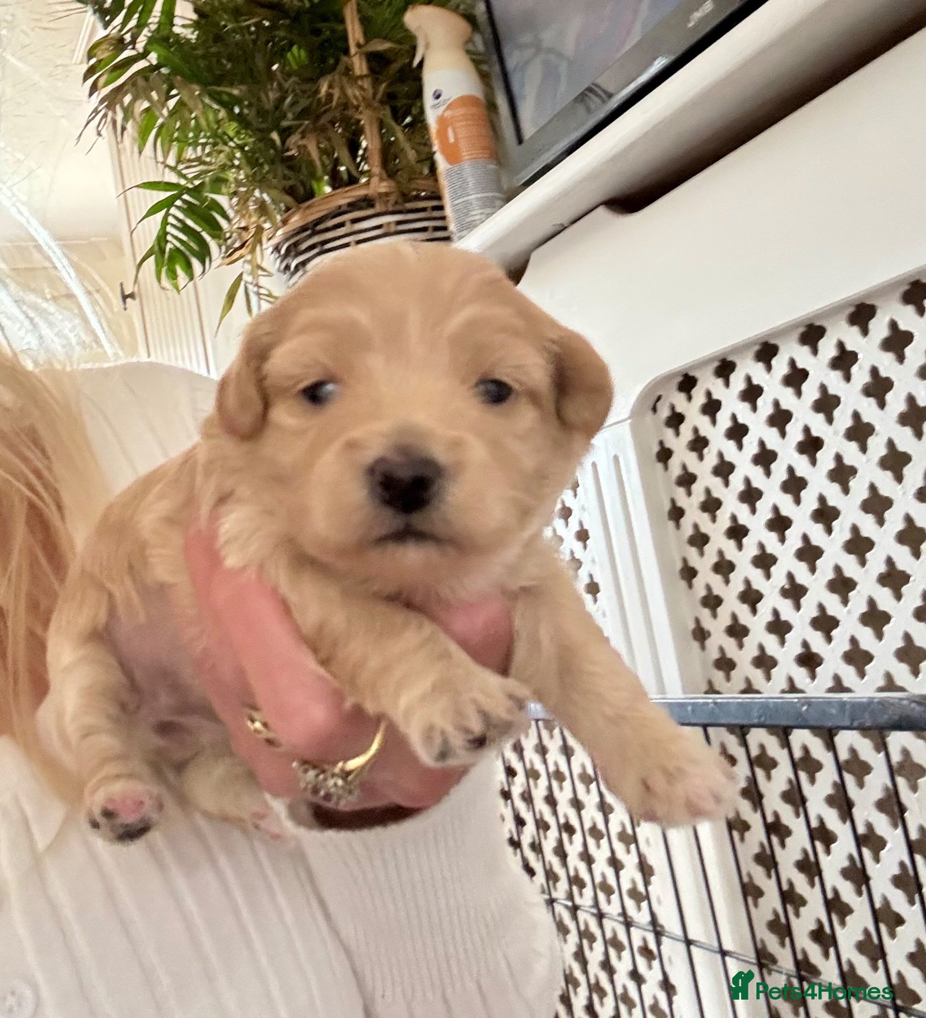Maltipoo dogs Maltipoo Pups  - Advert 13