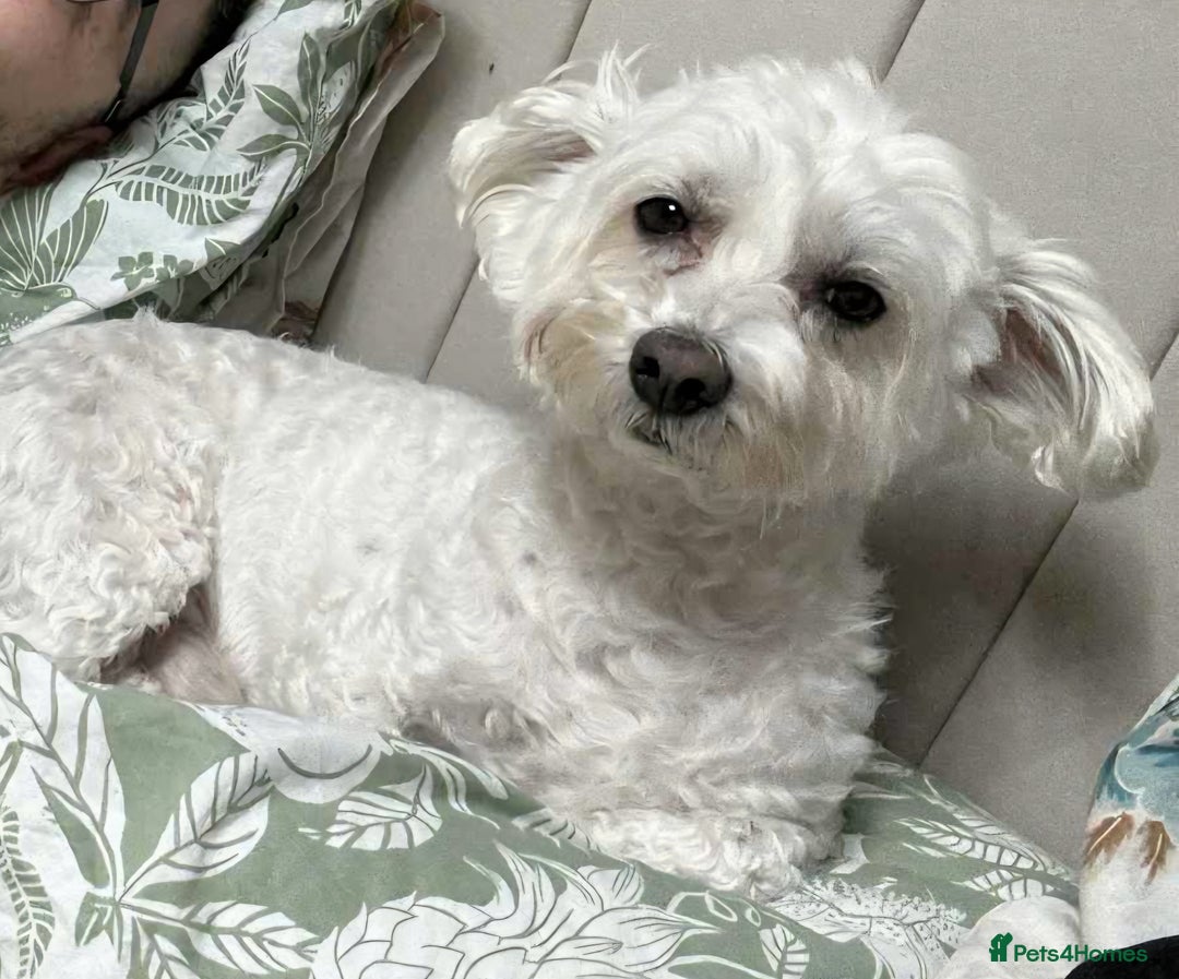 Maltese dogs for stud: Maltese For Stud - Advert 2