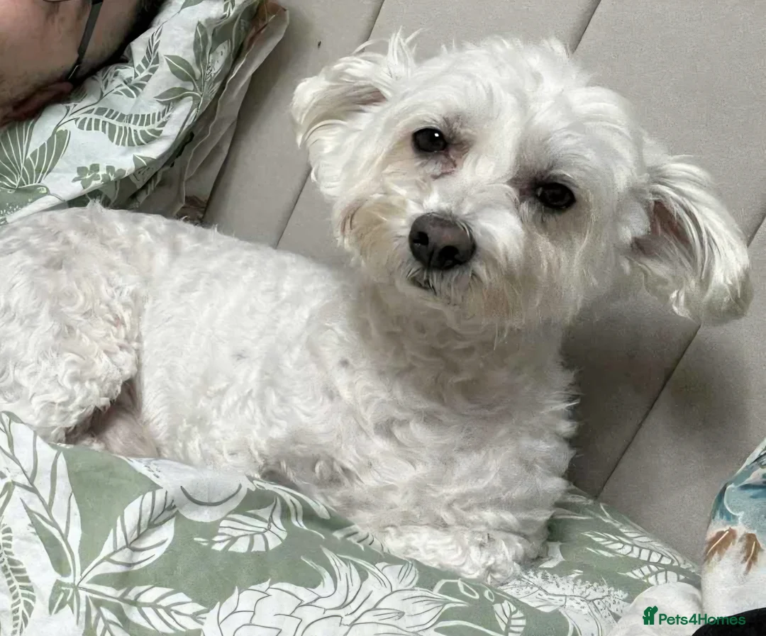 Maltese dogs for stud: Maltese For Stud - Advert 2