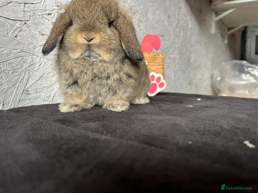 Mini Lop rabbits for sale: Pure mini lop  - Advert 4