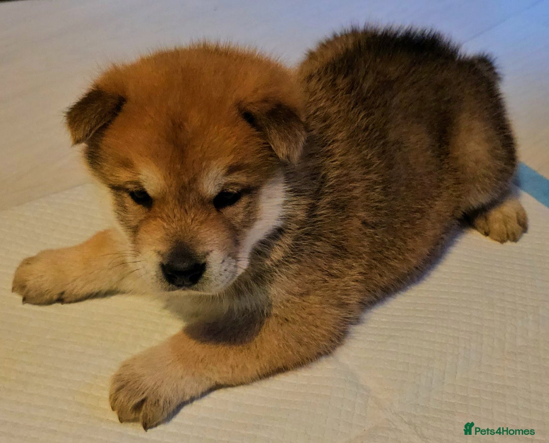 Mixed Breed dogs for sale: Chowsky puppies ready to go chow x siberian husky - Advert 32