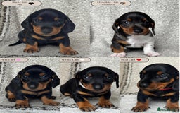 Miniature Dachshund dogs for sale: 🐶🖤STUNNING KC MINIATURE DACHSHUND PUPPIES🖤🐶 - Image 1