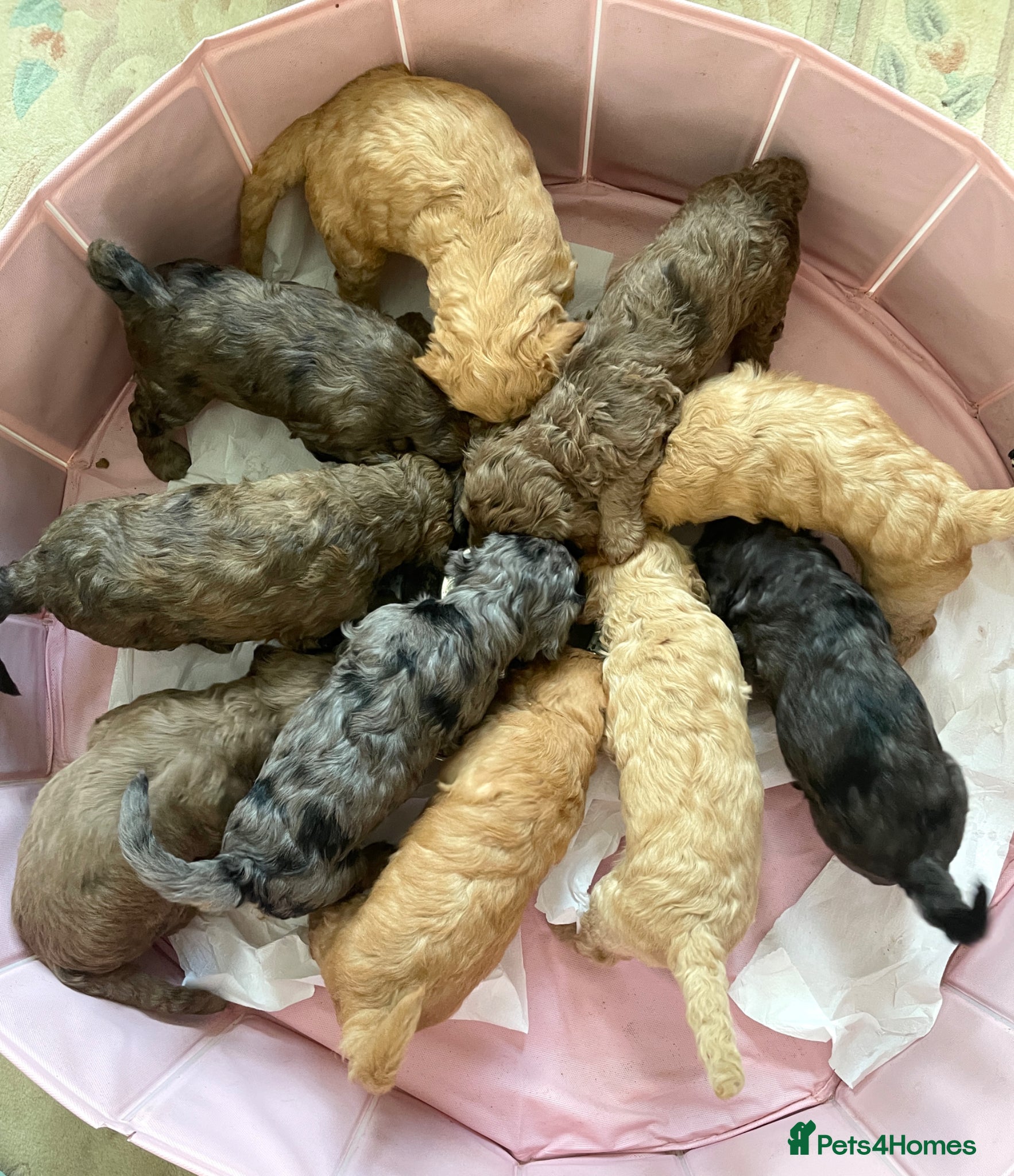 Double Doodle dogs Ultimate Double Doodles  - Advert 2