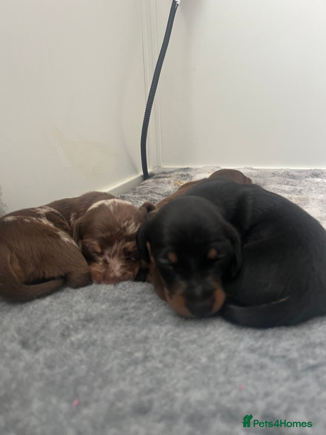 Dachshund dogs for sale: Beautiful daschund’s for sale  - Advert 19
