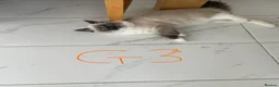 Ragdoll cats for sale: Very fluffy Cats for sale  - Advert 11