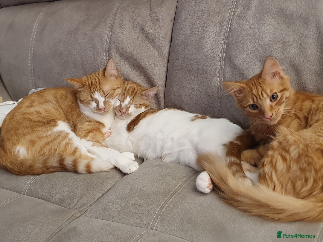 Ragcoon cats for sale: Two Boys - Advert 9