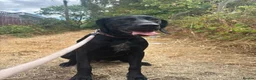 Mixed Breed dogs for sale: Beautiful German Shorthair Pointer x Black Lab in Warwick - Advert 3