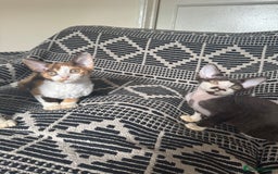 Devon Rex cats for sale: 1 girl left Devon Rex Kittens – Exceptional Type  in Stamford - Image 23