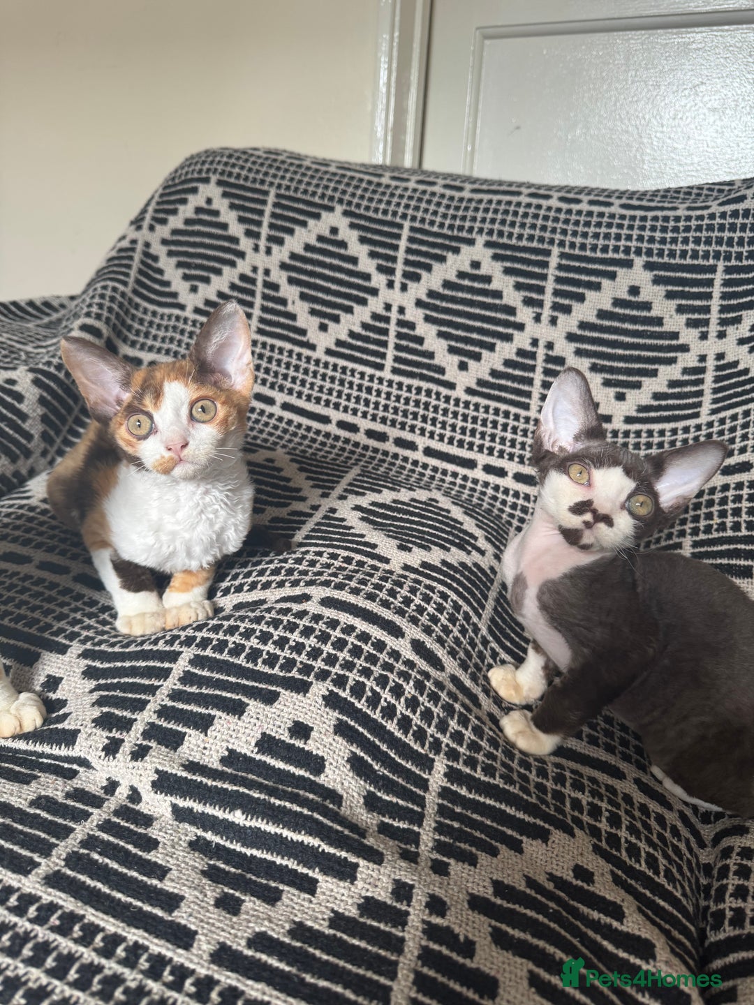 Devon Rex cats for sale: 1 girl left Devon Rex Kittens – Exceptional Type  in Stamford - Image 23