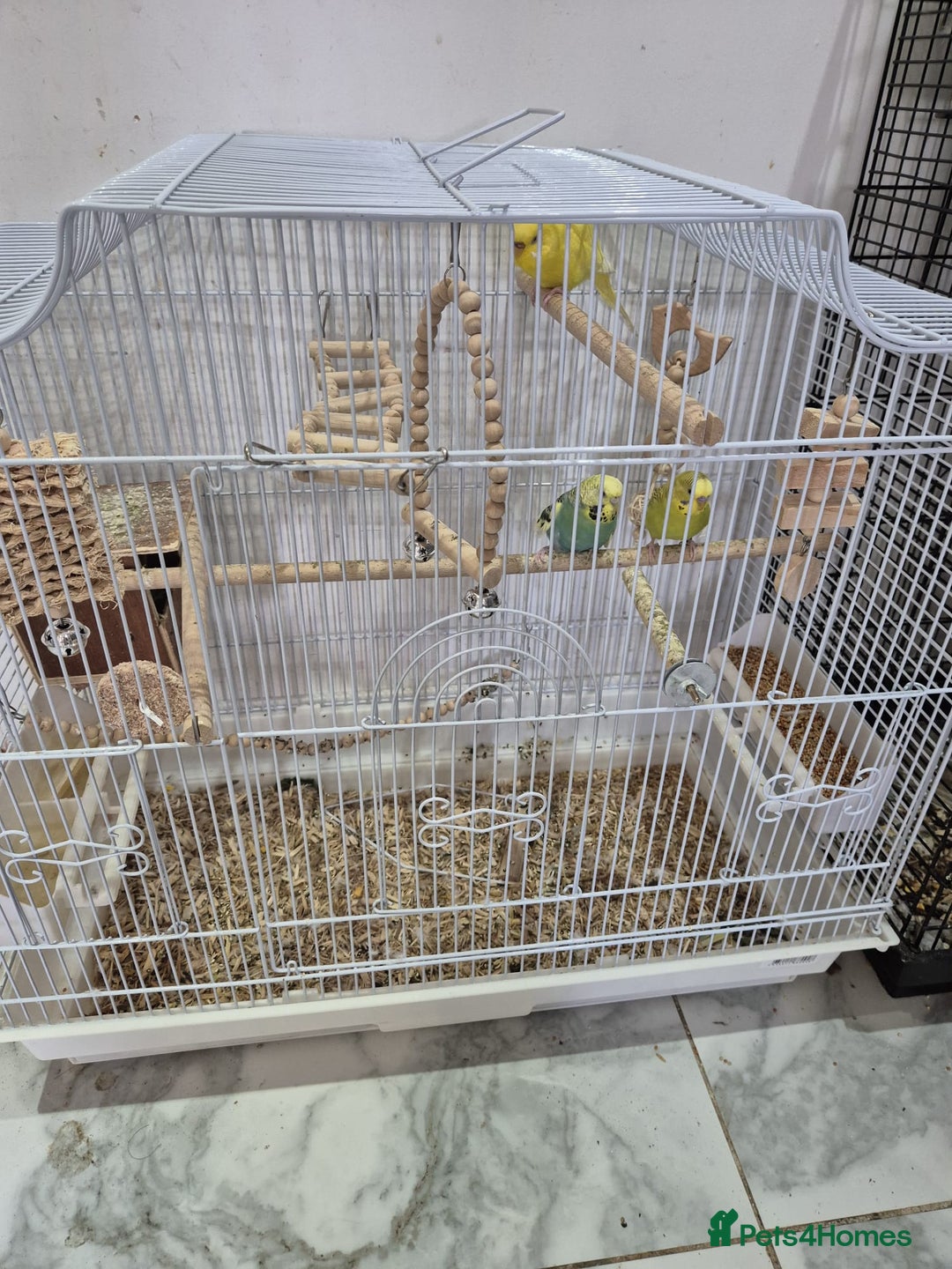 Budgerigars birds for sale: Budgies  - Image 5