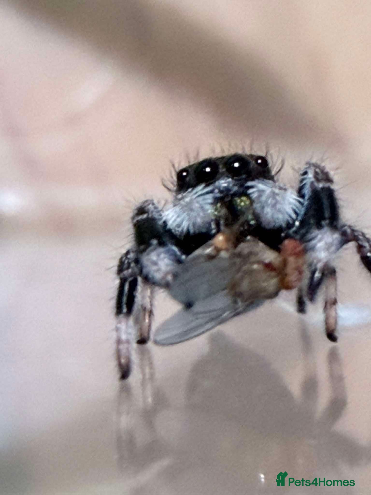 Spiders invertebrates Jumping spider and full set up  - Advert 4