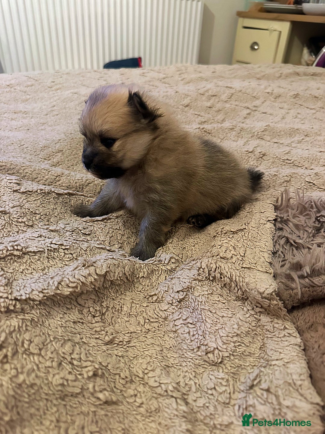 Pomeranian dogs for sale: Pomeranian puppy’s for sale - Advert 23