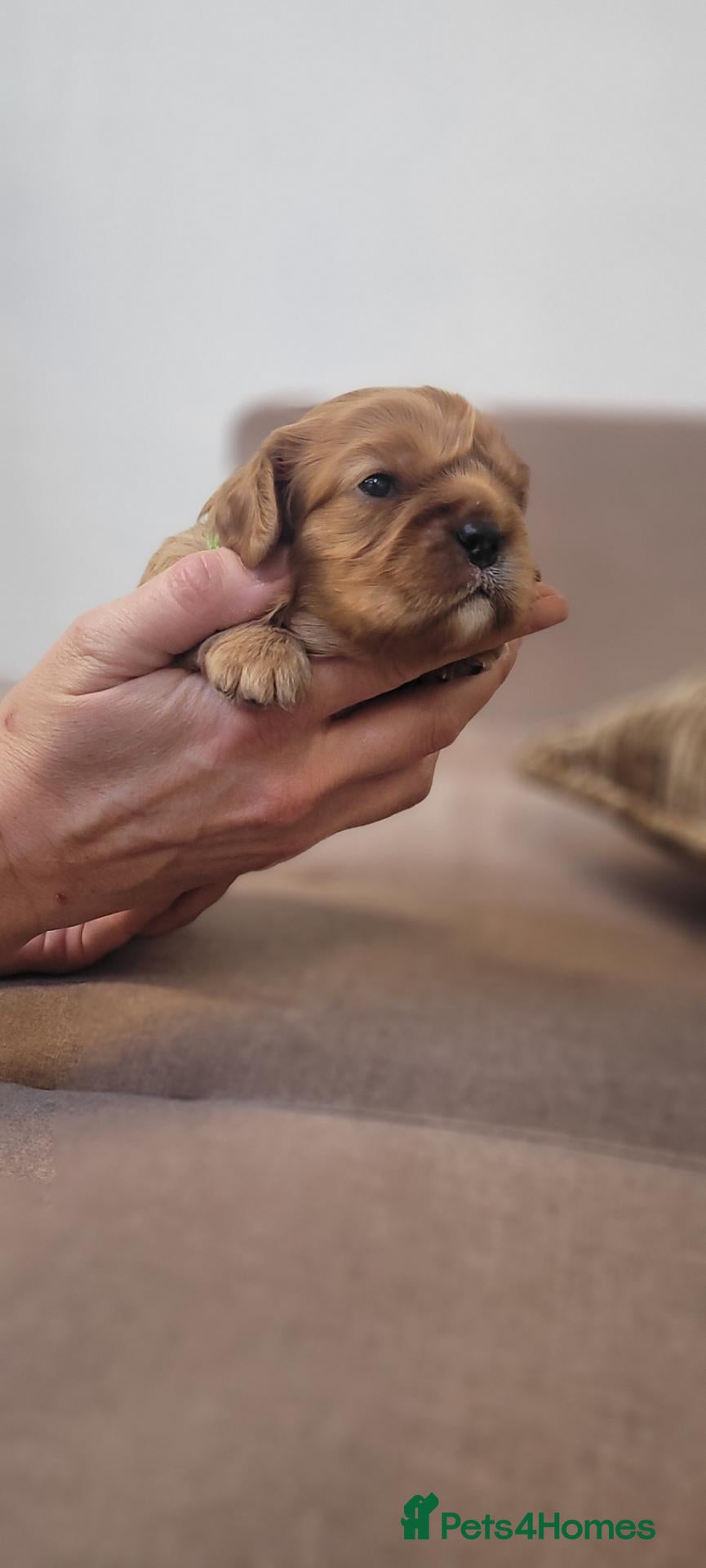 Cavalier King Charles Spaniel dogs StunningPuppiesChampBloodline–HealthTestedParent - Advert 12