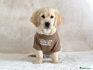 Golden Retriever dogs - Advert 21