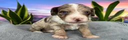 Sproodle dogs for sale: ✨RARE TRICOLOUR TUXEDO MERLE SPROODLES🐾❤️✨ TESTED - Advert 7