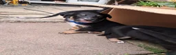 Mixed Breed dogs for sale: Gorgeous active kelpie x collie pups in Waterlooville - Advert 16