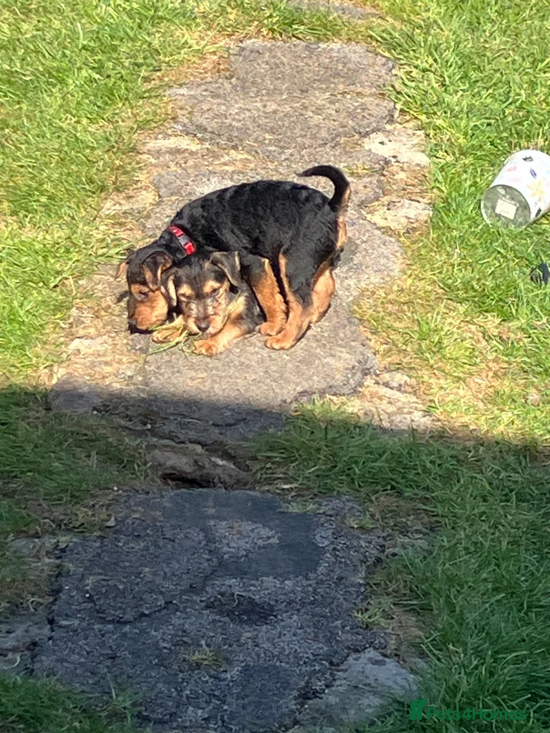 Lakeland Terrier dogs for sale: Lakeland terrier  in Lancaster - Advert 2