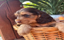 Cocker Spaniel dogs for sale: Beautiful Show Type KC registered Cocker Spaniels  - Image 33