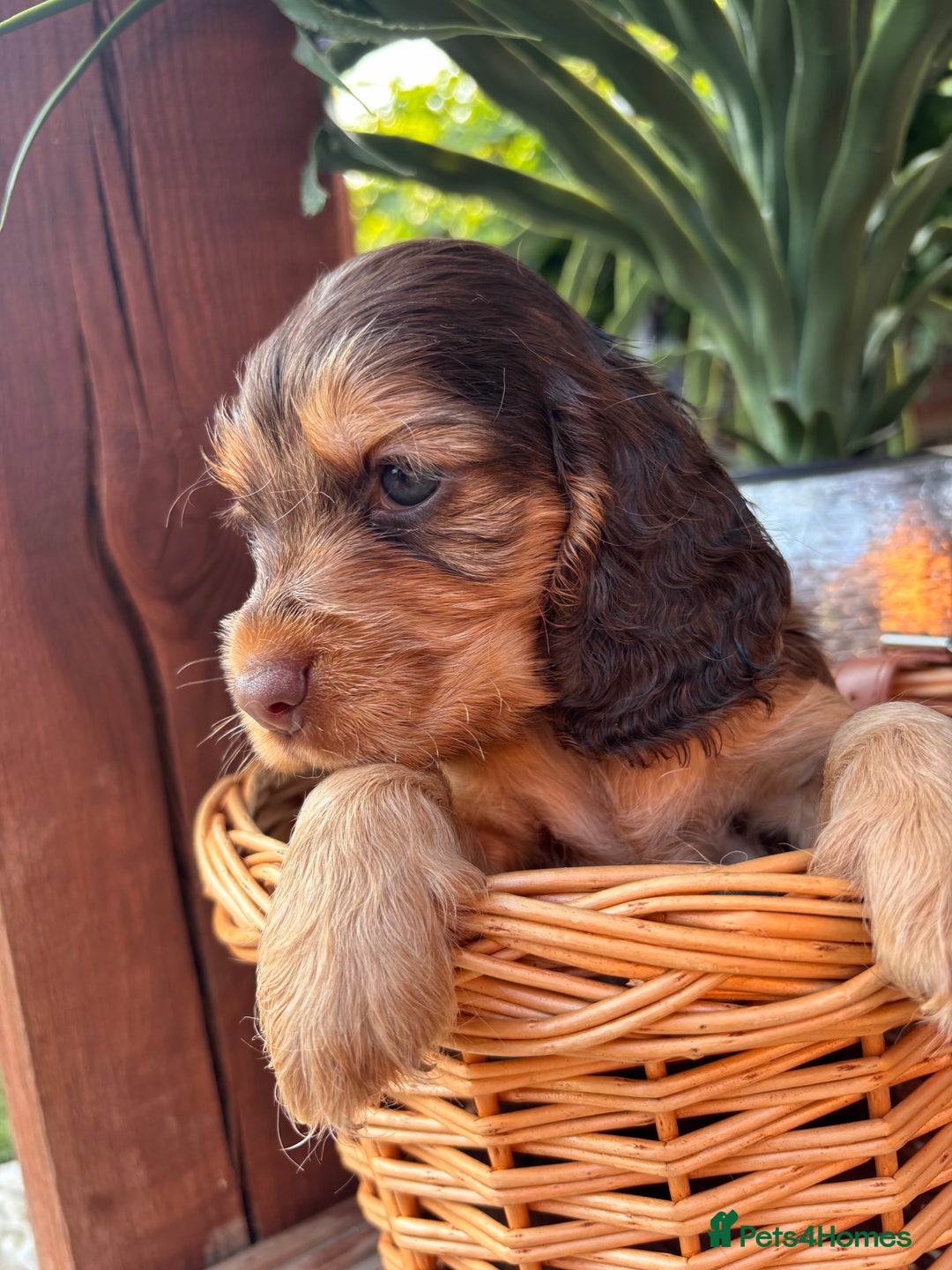 Cocker Spaniel dogs for sale: Beautiful Show Type KC registered Cocker Spaniels  - Image 33