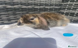 Mini Lop rabbits for sale: Mini lop litter ready now  - Image 5