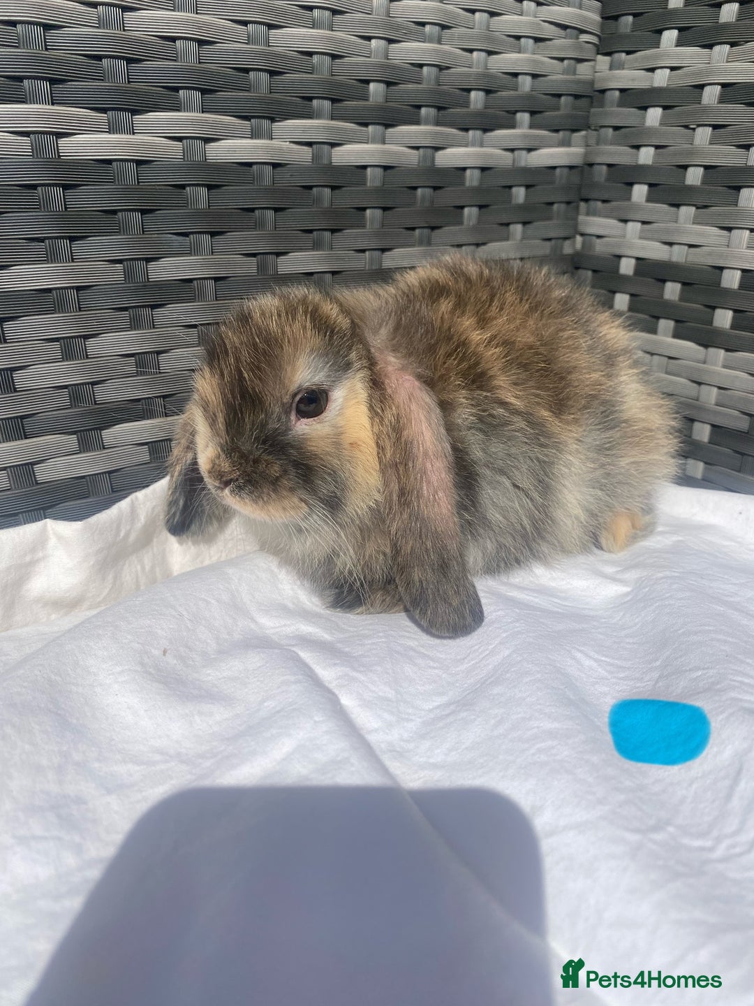 Mini Lop rabbits for sale: Mini lop litter ready now  - Image 5