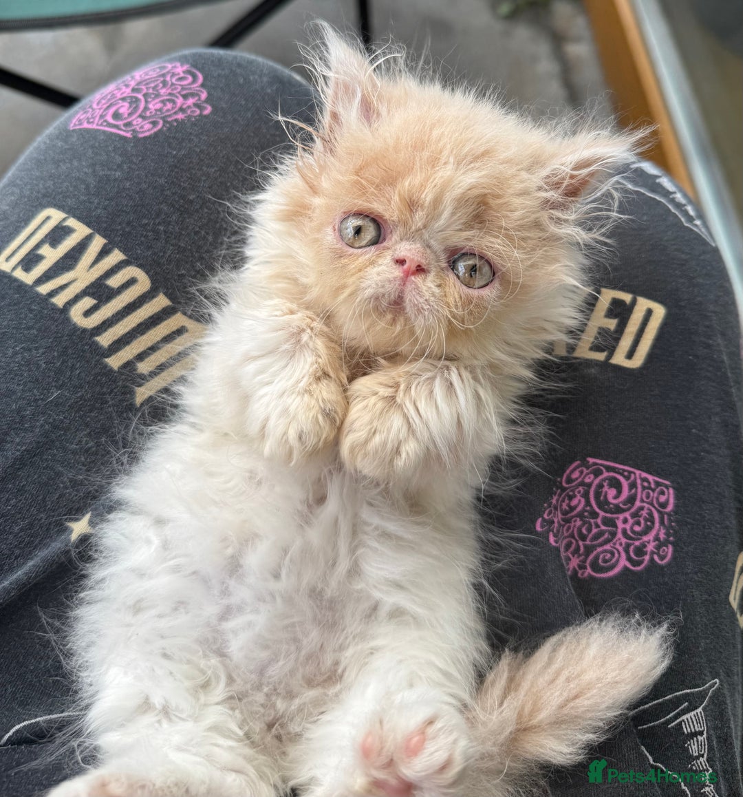 Persian cats for sale: GCCF registered Persian boy! (Colourpoint carrier) - Image 10
